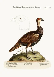 The Turkey-Pheasant, a Mixed Species